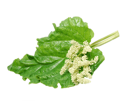 Rabarbaro