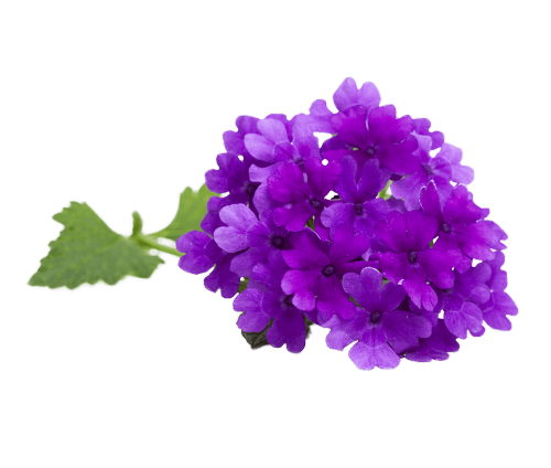 Verbena