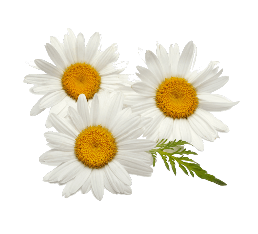 Soluble honey and orange chamomile tea Bonomelli