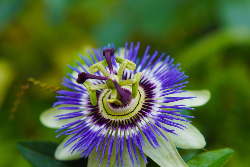 Passiflora proprietà rilassanti