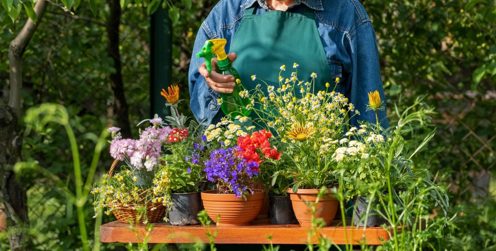 Concime naturale: i tanti usi della camomilla nel giardinaggio